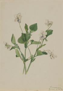 Violette crème Viola striata, 1918