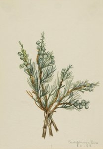 Genévrier rampant Juniperus horizontalis, 1918