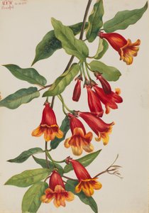 Vigne croisée Anisostichus capreolatus, 1925