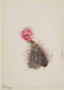 Cactus concombre, 1939
