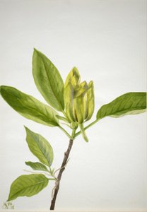 Concombre (Magnolia scuminata) - Mary Vaux Walcott