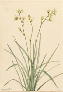 Zygadène (Zygadenus elegans)
