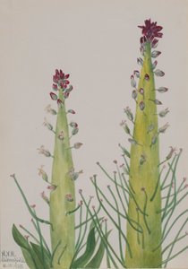 Bougie du désert (Caulanthus inflatus)