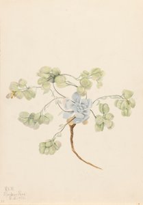 Physaria didymocarpa, 1920