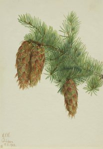 Douglas (Pseudotsuga mucronata)