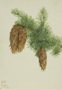 Sapin de Douglas Pseudotsuga mucronata
