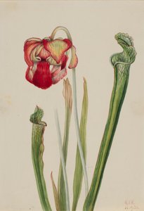 Sarracénie de Drummond Sarracenia drummondii, 1921