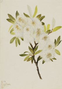 Saule de Drummond Salix drummondiana, 1921 - Mary Vaux Walcott