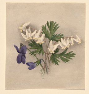 Culotte de cheval (Bikukulla cucullaria)