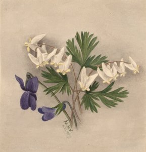 Culotte-de-hollandais Bikukulla cucullaria