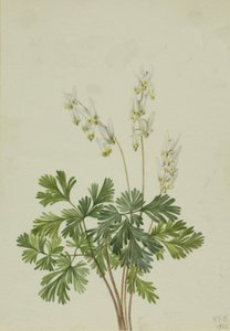 Culotte de Hollandais Bikukulla cucullaria - Mary Vaux Walcott
