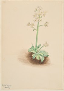 Saxifrage précoce (Saxifraga virginiensis) - Mary Vaux Walcott