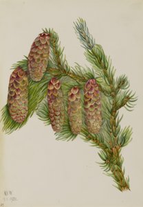 Picea engelmanni (Picea engelmanni)