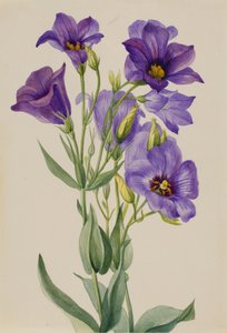 Eustoma russelianum, début des années 1930