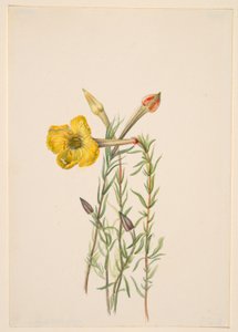 Onagre (Oenothera lavandalaefolia)
