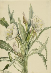 Onagre (Pachyoplus hirsutus)