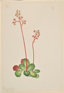 Saxifrage à feuilles persistantes (Leptarrhena pyrolifolia) - Mary Vaux Walcott