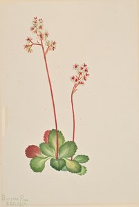Saxifrage à feuilles persistantes Leptarrhena pyrolifolia, 1917