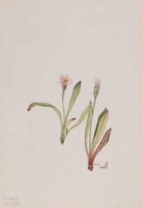 Fausse Dent-de-lion Agoseris carnea