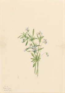 Violette des champs (Viola rafinesquii) - Mary Vaux Walcott