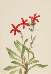 Rose de feu (Silene virginica)