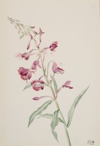 Épilobe à feuilles étroites, 1902