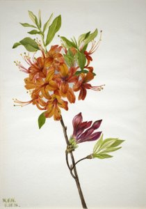 Azalée flamboyante, 1938