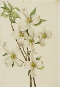 Cornouiller fleuri (Cornus florida) - Mary Vaux Walcott