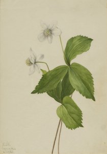 Anémone des bois Anemone deltoidea, 1925