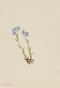 Myosotis alpestris (Myosotis alpestris)