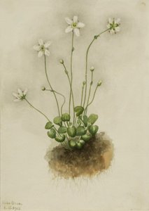 Parnassie Frangée Parnassia fimbriata, 1905
