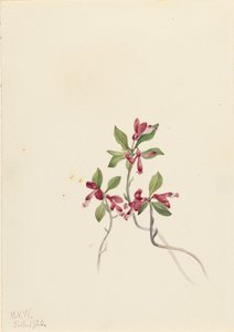 Polygale à feuilles paucifoliées, 1920 - Mary Vaux Walcott