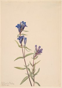 Gentiane (Gentiana affinis) - Mary Vaux Walcott