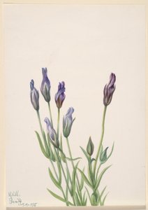 Gentiane (Gentiana macounii)