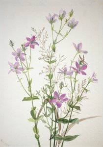 Gentianacées sabbalia angularis