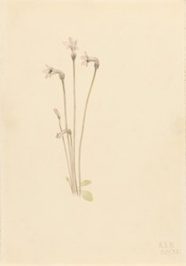 Thalesia uniflora (Thalesia uniflora)