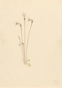 Thalesia uniflora, 1920 - Mary Vaux Walcott