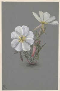 Helléborine géante (Epipactia gigantea) - Mary Vaux Walcott