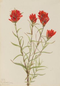 Castilleja miniata (Castilleja miniata) - Mary Vaux Walcott