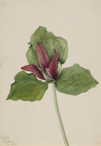 Trille géant Trillium chloropetalum, 1921