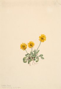 Vergerette dorée