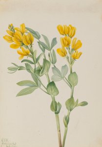 Thermopsis rhombifolia, 1923 - Mary Vaux Walcott