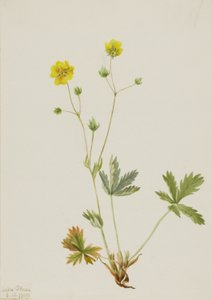 Potentille à feuilles étroites (Potentilla glaucophylla) - Mary Vaux Walcott