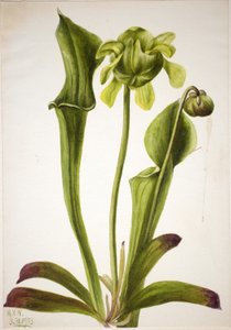 Sarracénie verte (Sarracenia orephila)