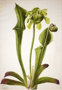 Sarracénie verte Sarracenia orephila, 1933