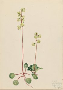 Pyrola vert (Pyrola chlorantha)
