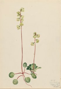 Pyrole verte Pyrola chlorantha, 1920 - Mary Vaux Walcott
