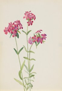 Phlox chevelu (Phlox amoena)