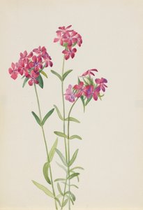 Phlox velu Phlox amoena