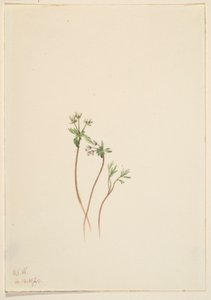 Présage du printemps (Erigenia bulbosa)